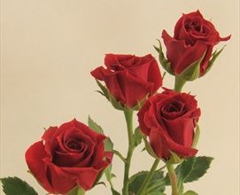 three red roses with green leaves in a vase