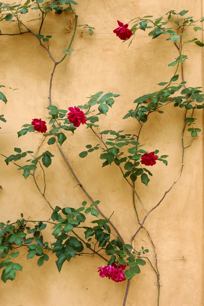 red flowers are growing on the side of a tan building with green leaves and vines