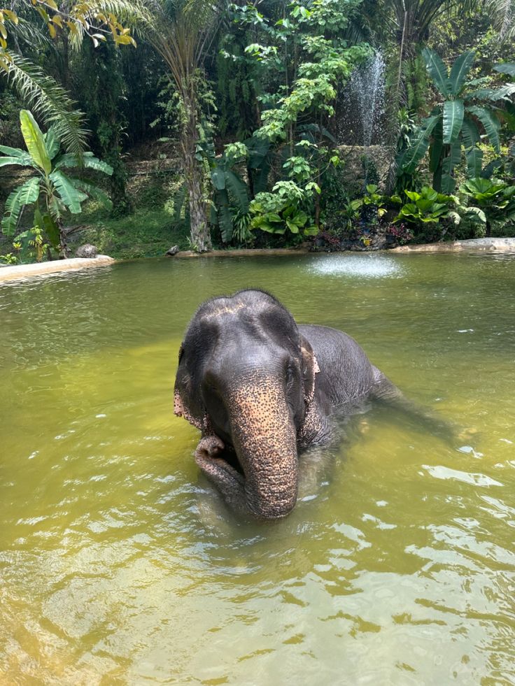 an elephant is swimming in the water near some trees and greenery on either side