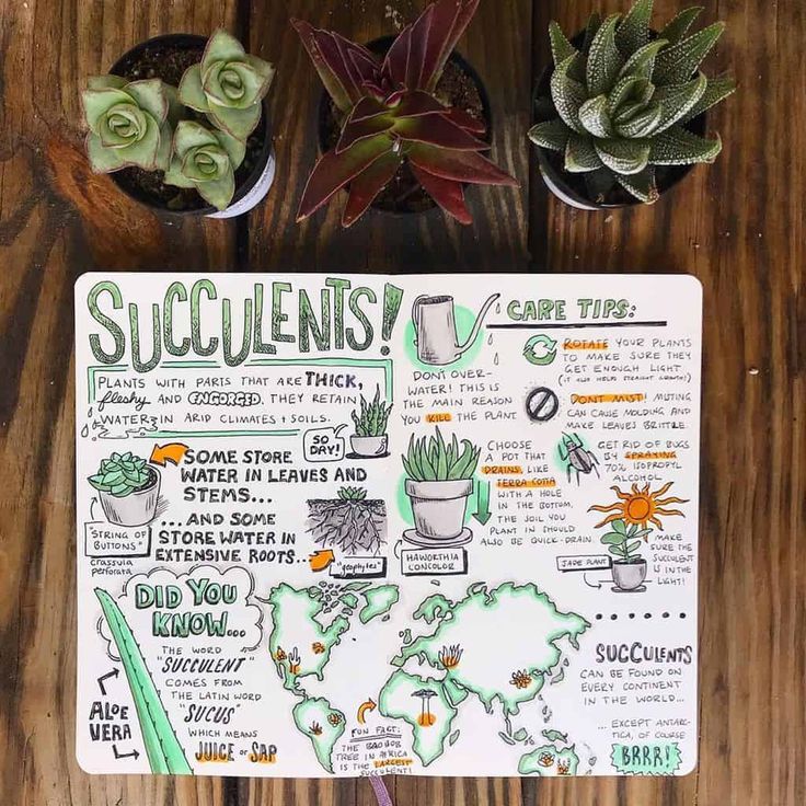 a notebook with succulents on it sitting next to some plants