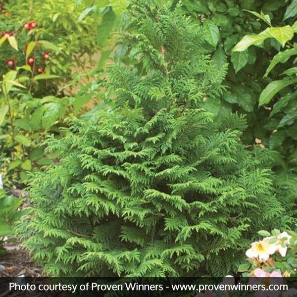 a small evergreen tree in the middle of a garden