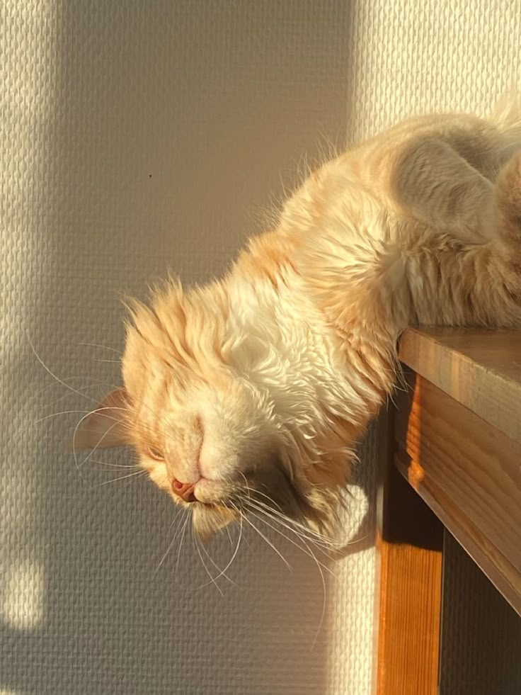 an orange and white cat laying on top of a wooden table next to a window