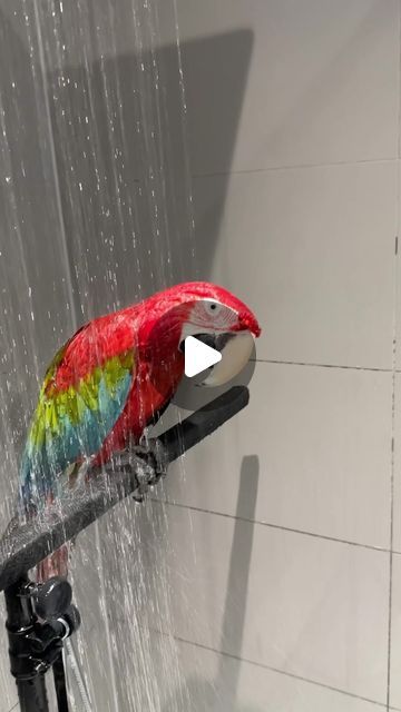 a colorful bird sitting on top of a shower head