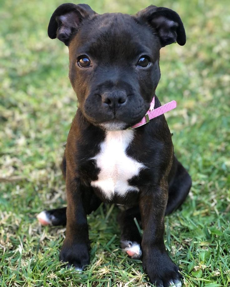 a small black and white dog sitting on top of a grass covered field with a pink collar