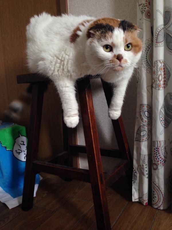 a cat sitting on top of a wooden stool in front of a curtained window