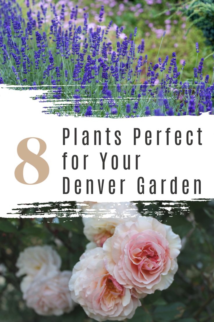 pink flowers and lavender plants with text overlay that says 8 plants perfect for your denver garden