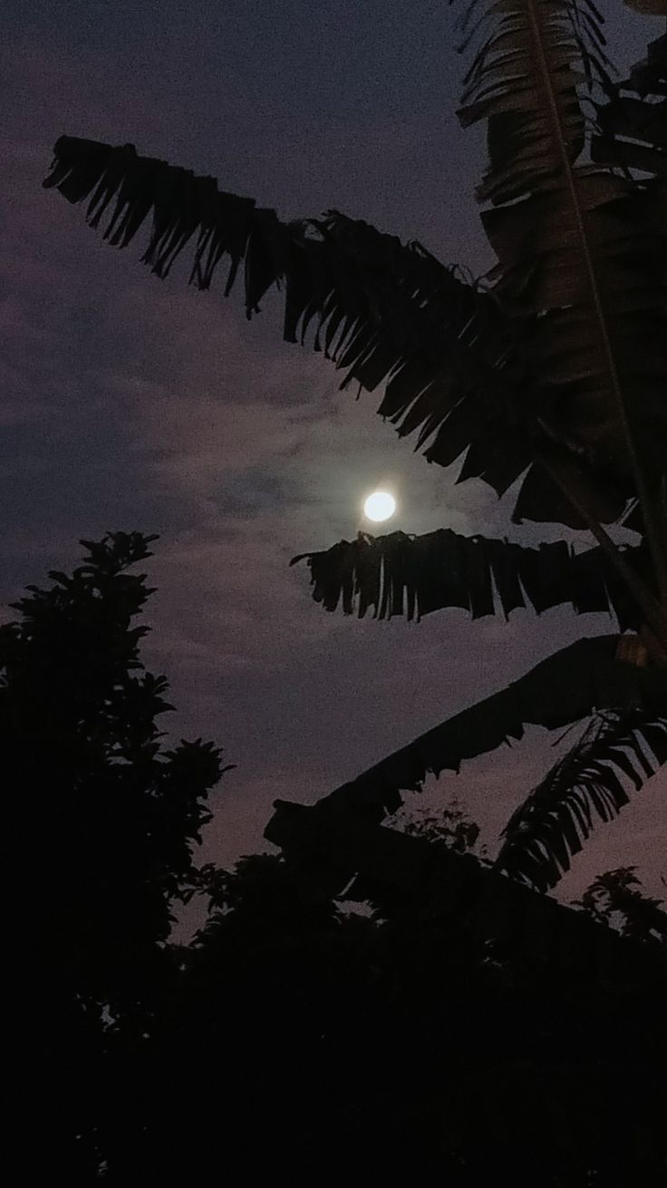 the full moon is seen through some trees