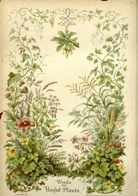 an old book with flowers and plants on it