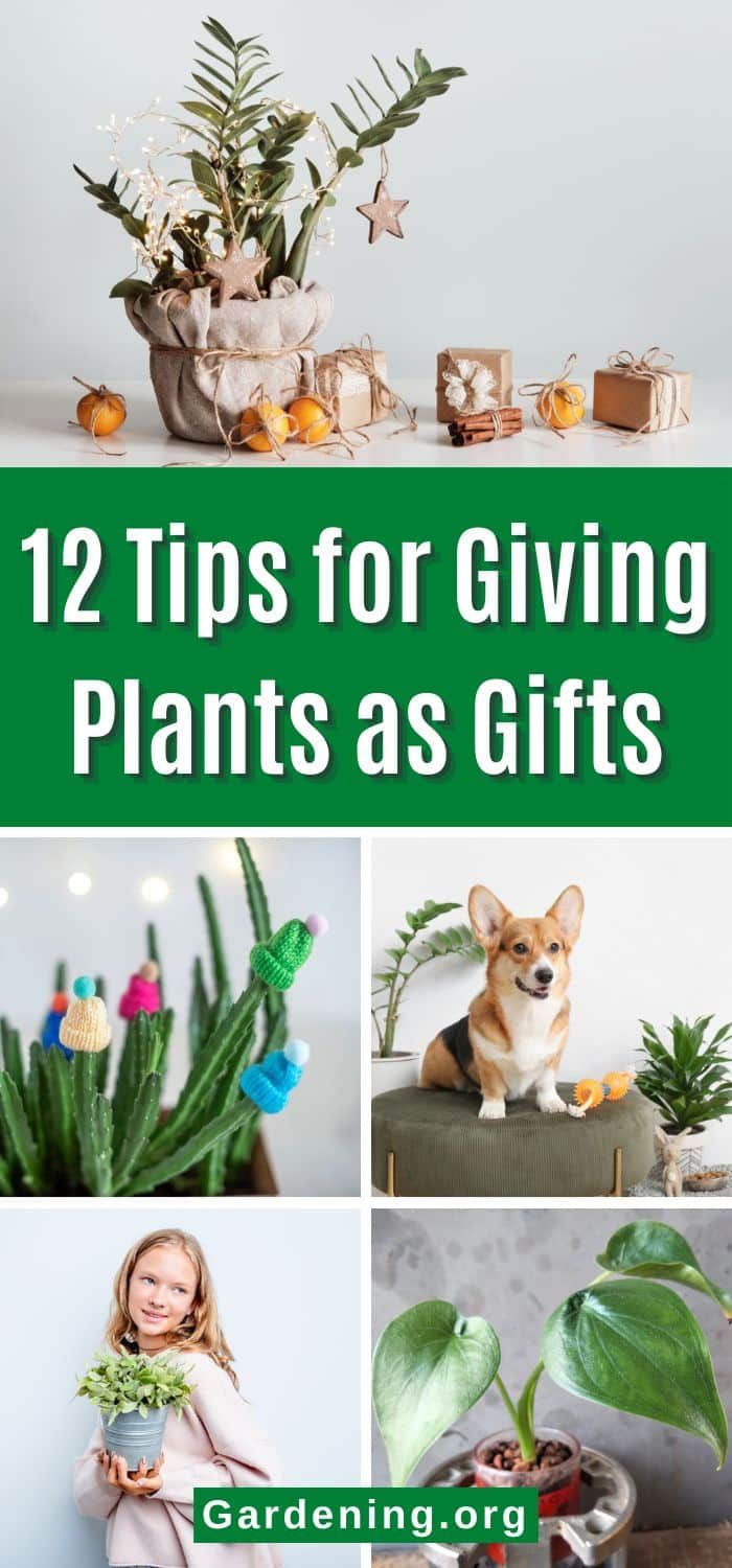 a collage of photos with plants and flowers in them, including the words 12 tips for giving plants as gifts