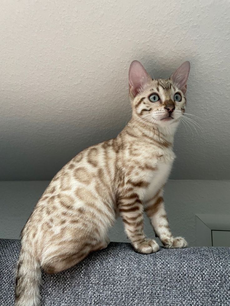 a cat sitting on top of a couch next to a white ceiling fixture and looking up at the camera