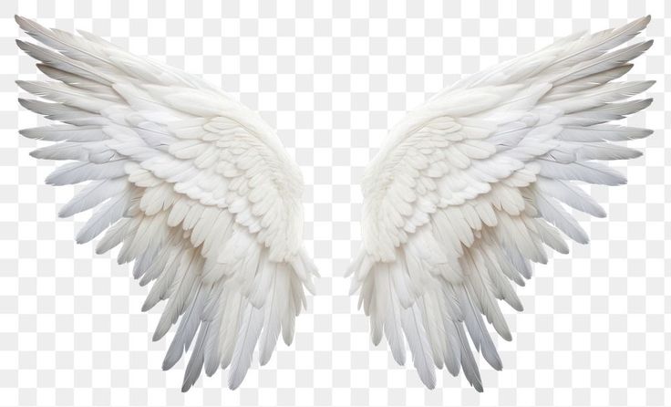 two white angel wings on a transparent background, hd png image with no background