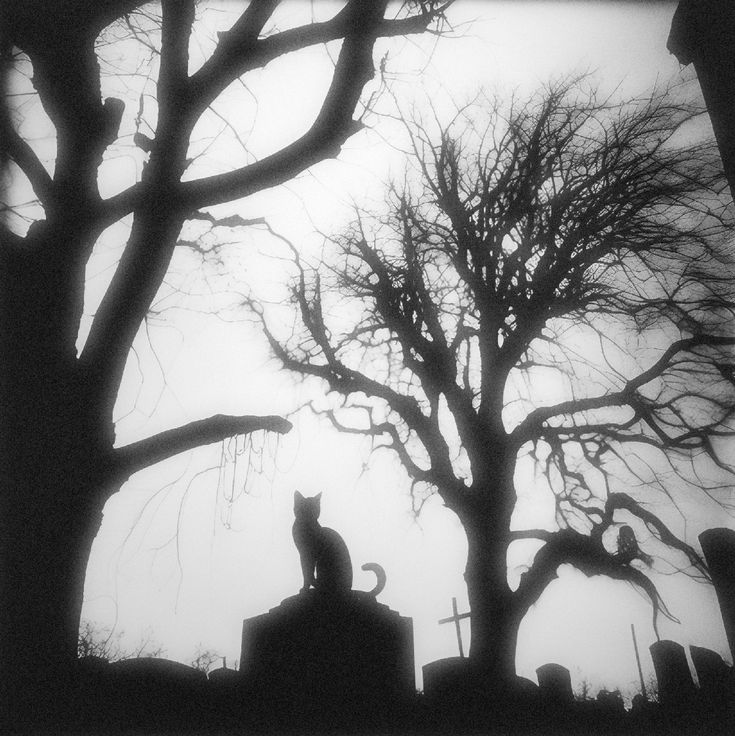 a black and white photo of a cat sitting on top of a grave in front of a tree