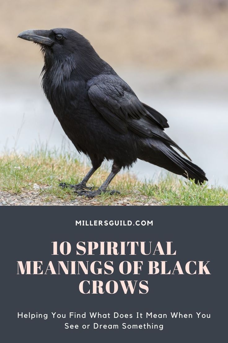 a black crow sitting on top of a grass covered field with the words 10 spiritual meaningss of black crows