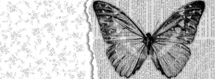 a black and white photo of a butterfly on a piece of paper with torn edges