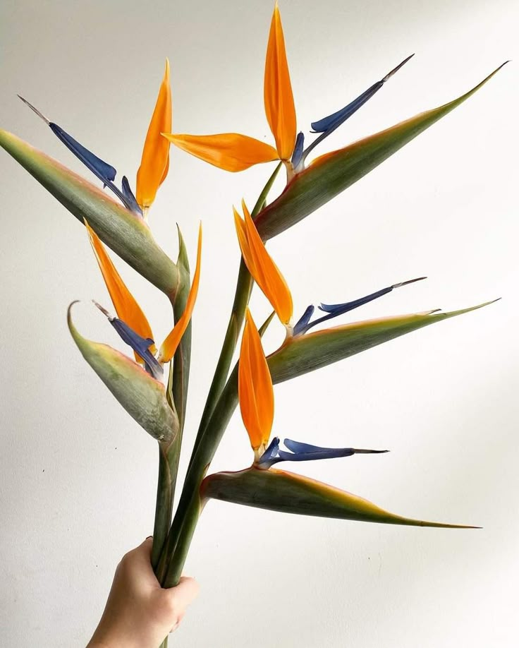 a hand is holding an orange flower with blue tips and green leaves in the foreground