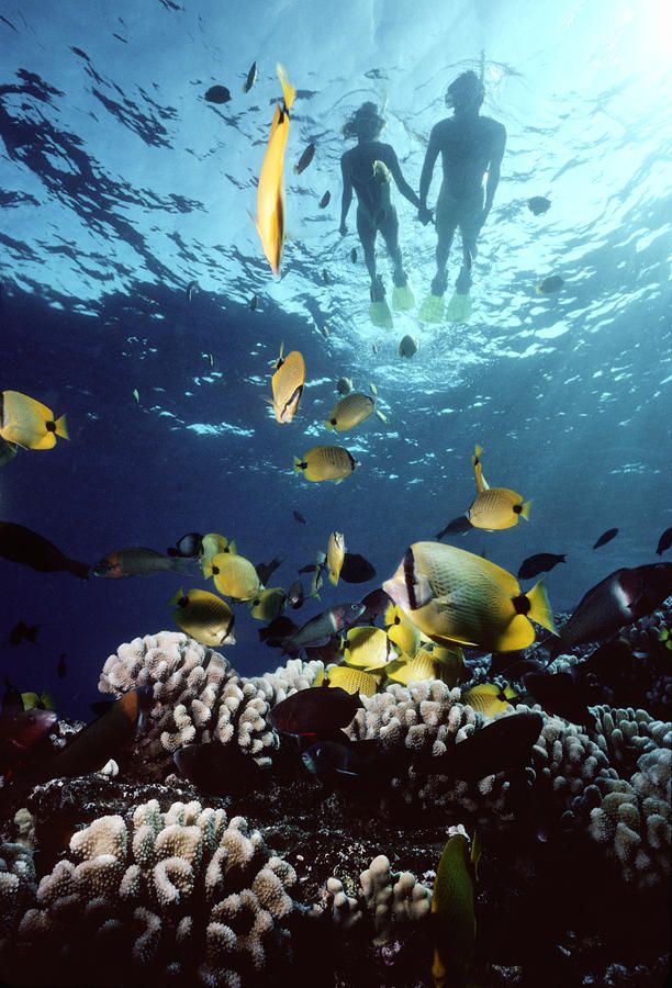 two people swimming in the ocean surrounded by corals and tropical fish, with sunlight shining on them