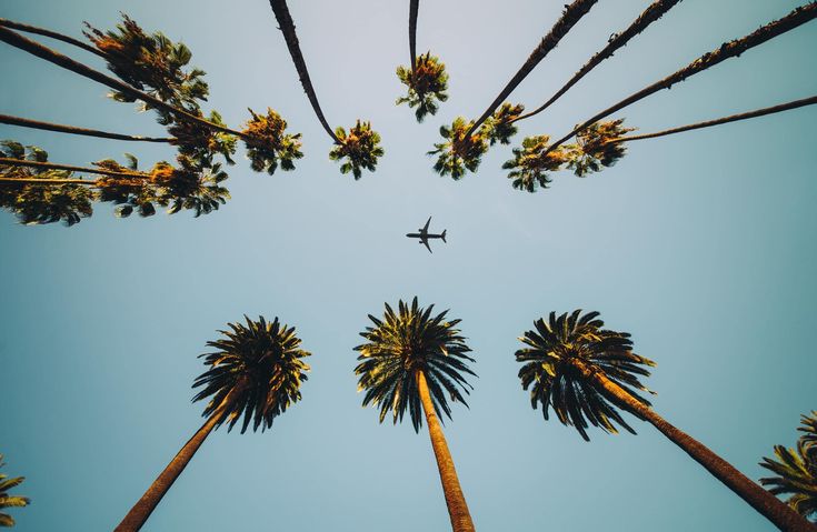 an airplane flying over palm trees in the sky