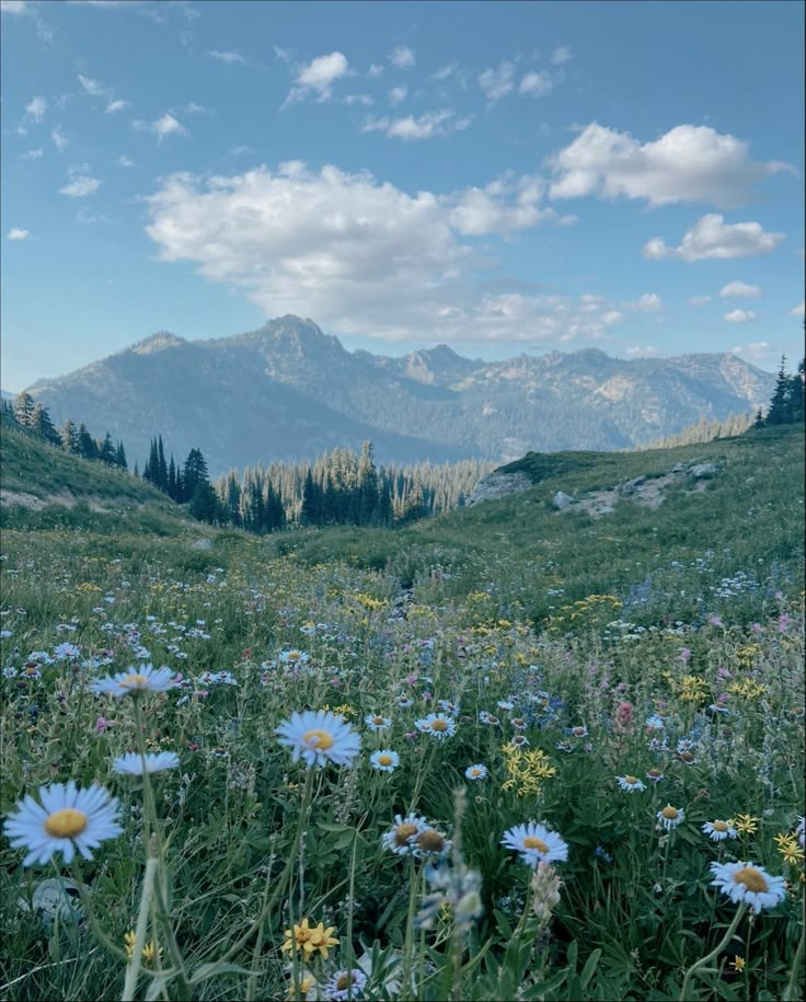 wildflowers and mountains in the distance under a blue sky with fluffy white clouds