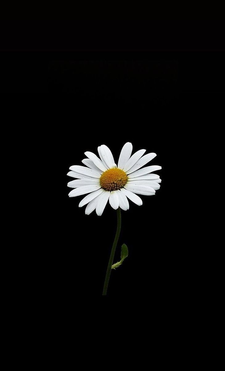 a single white flower on a black background