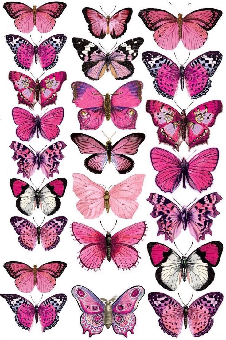 Click image Butterfly Printable, Butterfly Drawing, Picture Collage Wall, Butterfly Painting, Photo Wall Collage, Butterfly Wallpaper, Picture Collage, Butterfly Art, Pink Butterfly