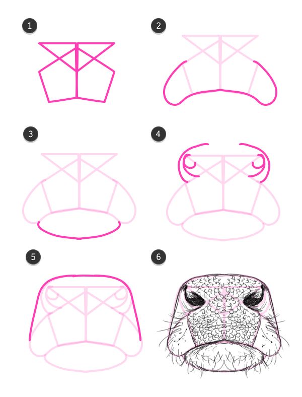 step by step instructions on how to draw an animal's head