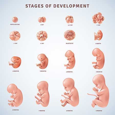 4-weeks-pregnant 4 Weeks Pregnant, Body Changes During Pregnancy, 5 Weeks Pregnant, 12 Weeks Pregnant, Embryonic Development, Stages Of Development, 20 Weeks Pregnant, Zestaw Ikon, Awesome Mom