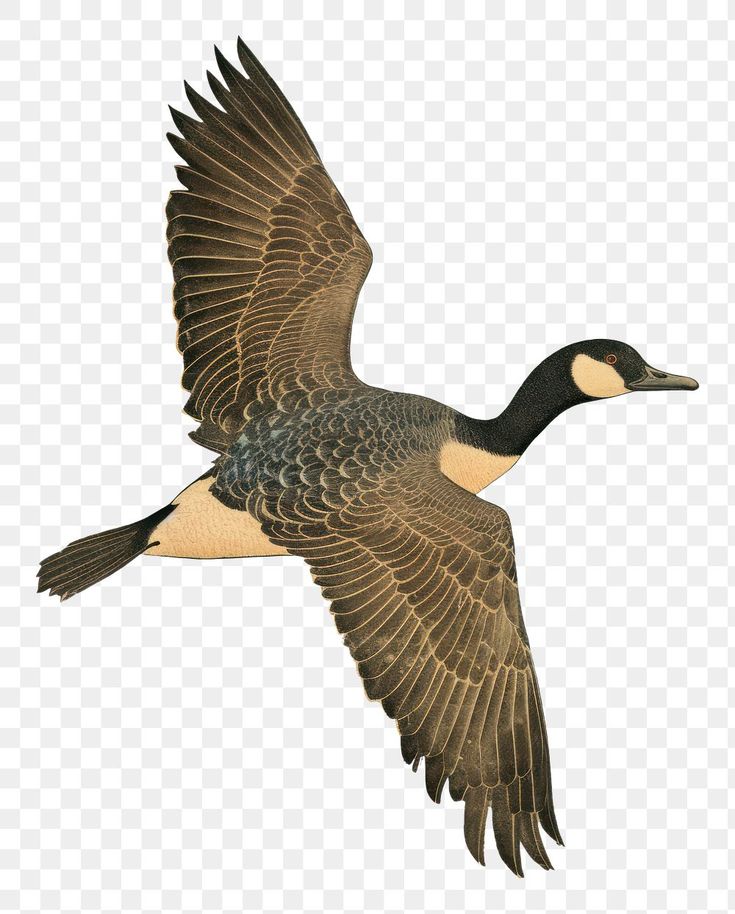 a duck flying in the air with its wings spread