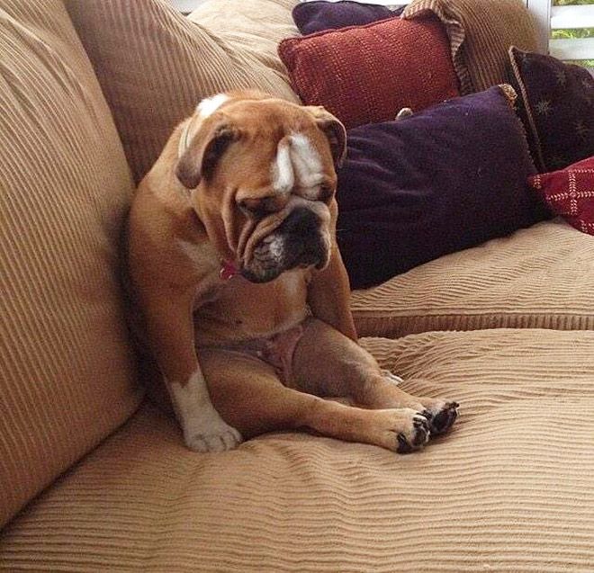 a dog sitting on top of a couch next to pillows