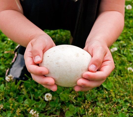 a person holding a ball in their hands with the caption here you go, ohio state