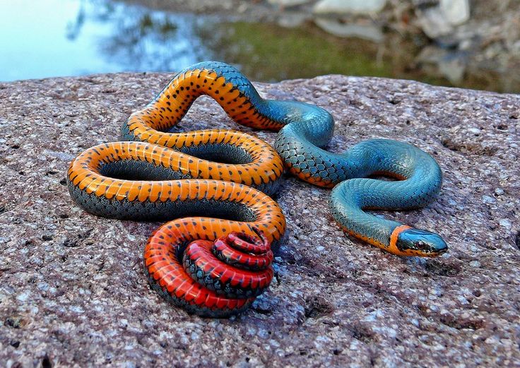 two colorful snakes laying on top of a rock