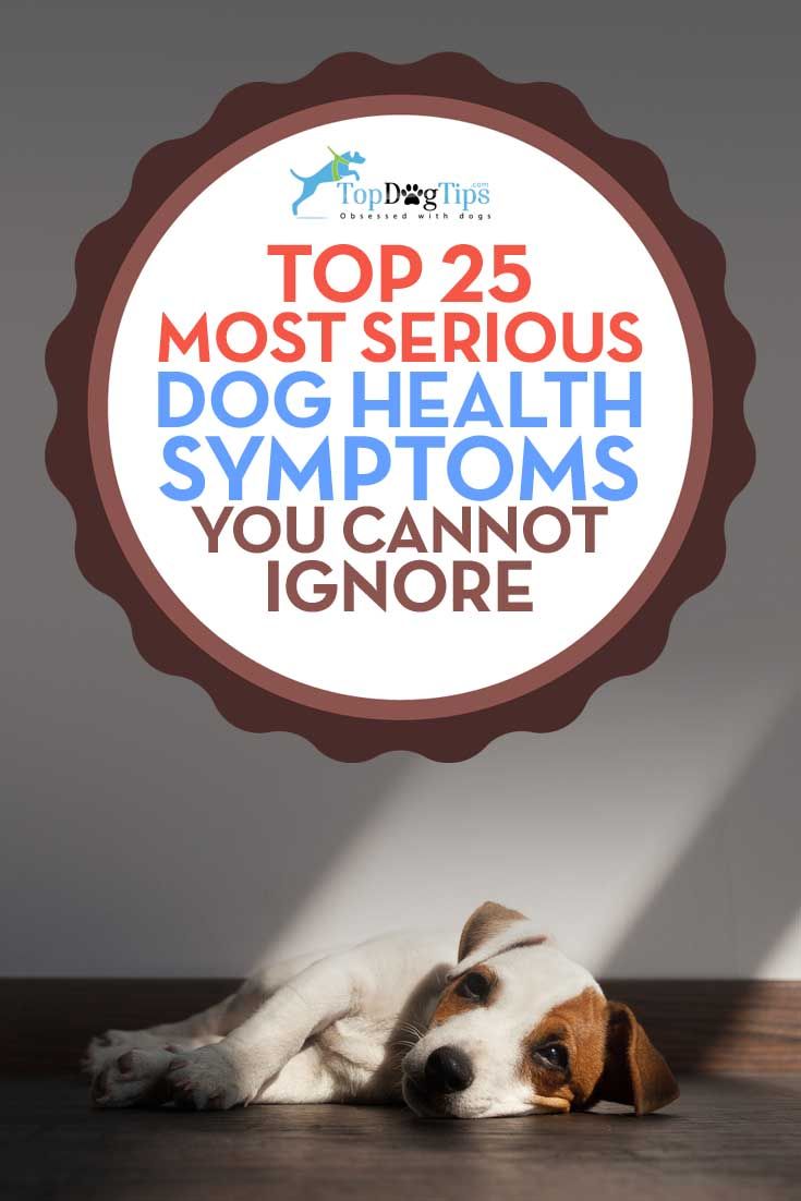 the top 25 most serious dog health symptoms you can not ignore