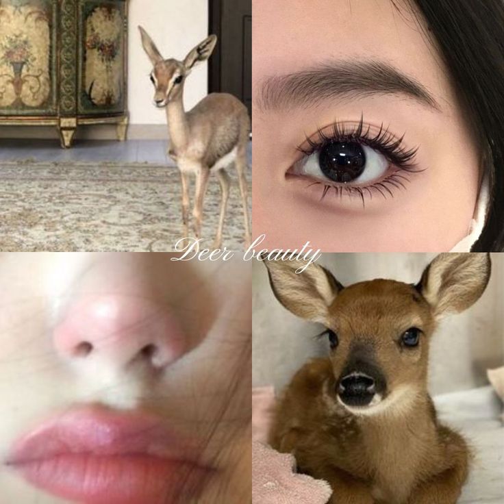 types of beauty| #deer #cat #bunny #fox #aesthetic #beauty #girlblogger #girlblogging| mine ‧₊˚ Bunny Pretty Aesthetic, Deer Beauty Face Aesthetic, Makeup For Deer Face Type, Fawn Girl Aesthetic, Cute Deer Aesthetic, Makeup For Cat Face Type, Bunny Pretty Face Features, Fox Beauty Face, Deer Beauty Makeup