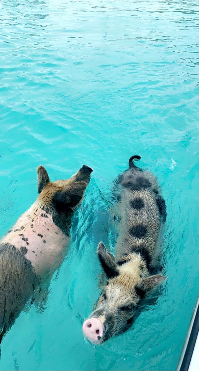 two pigs swimming side by side in the blue water, with one pig sticking its head out