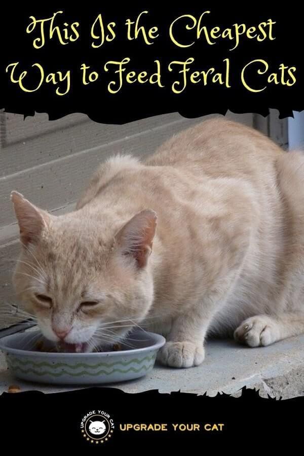 an orange cat eating out of a bowl on the steps with caption that reads, this as the cheapest way to feed ferretal cats