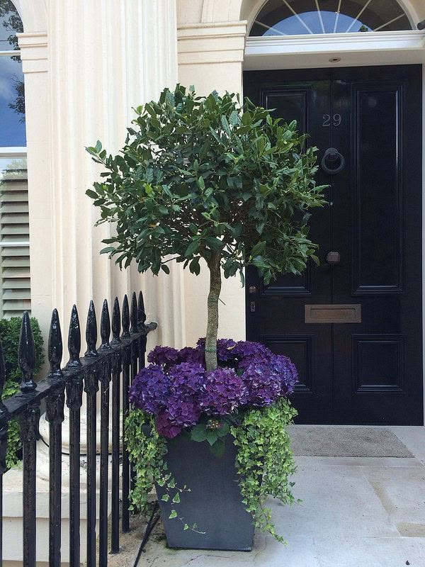 a potted tree in front of a black door with purple flowers on the ground