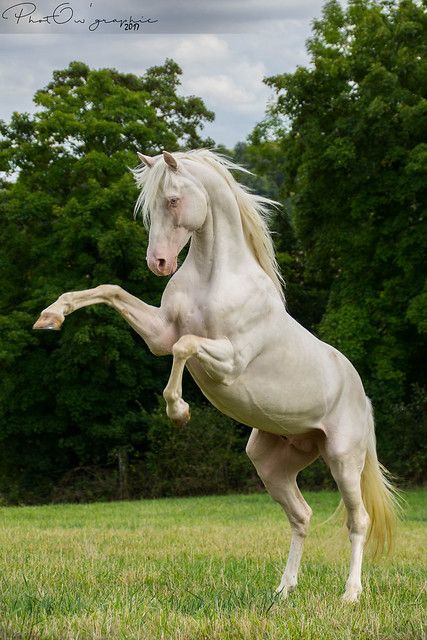 a white horse standing on its hind legs in the grass with trees in the background