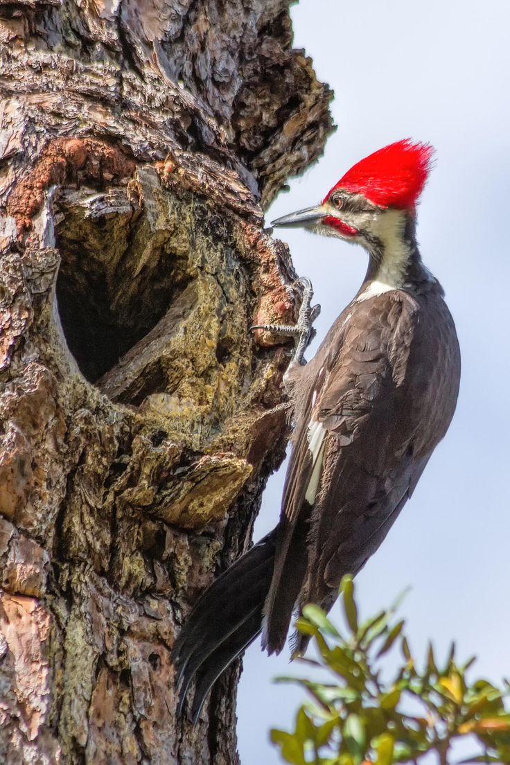 a red headed woodpecker is standing on the bark of a dead tree trunk