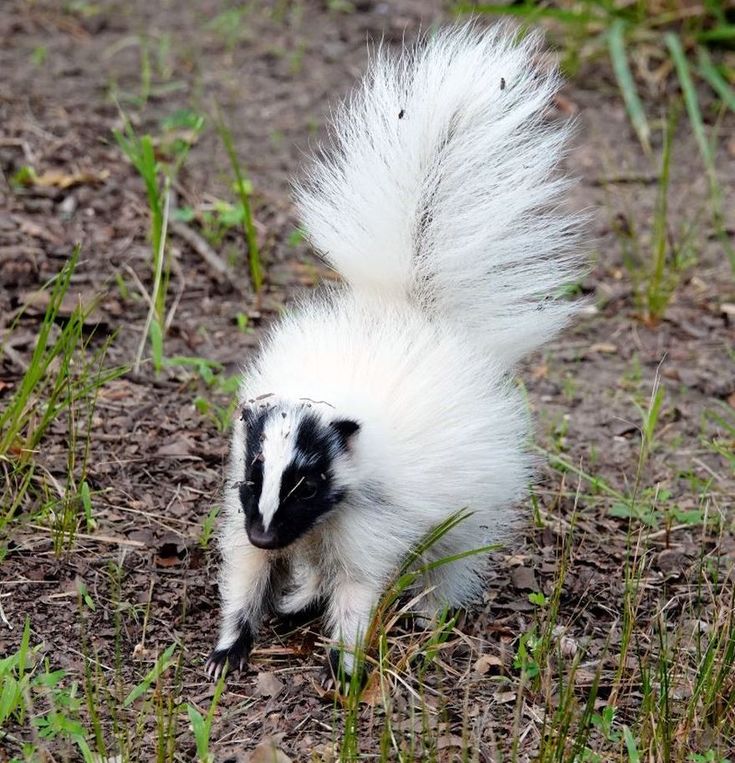 a small white and black animal standing on its hind legs in the grass with it's tail up