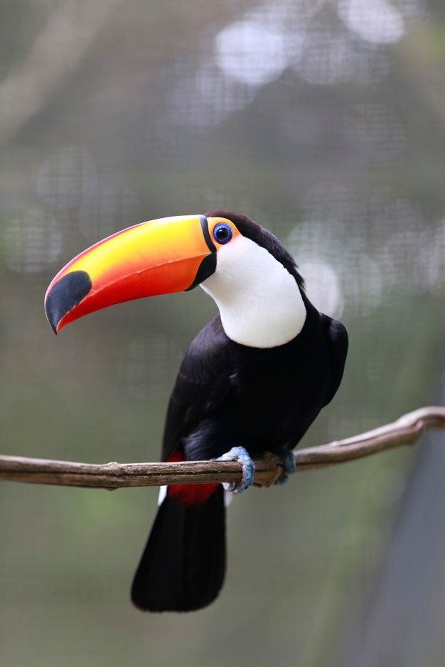 a toucan sitting on top of a tree branch