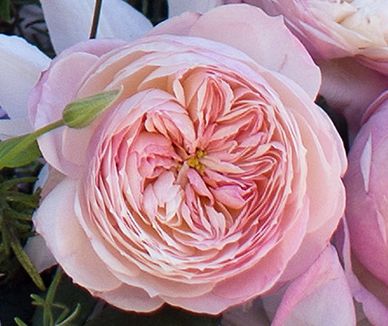 pink and white flowers with green leaves in the background