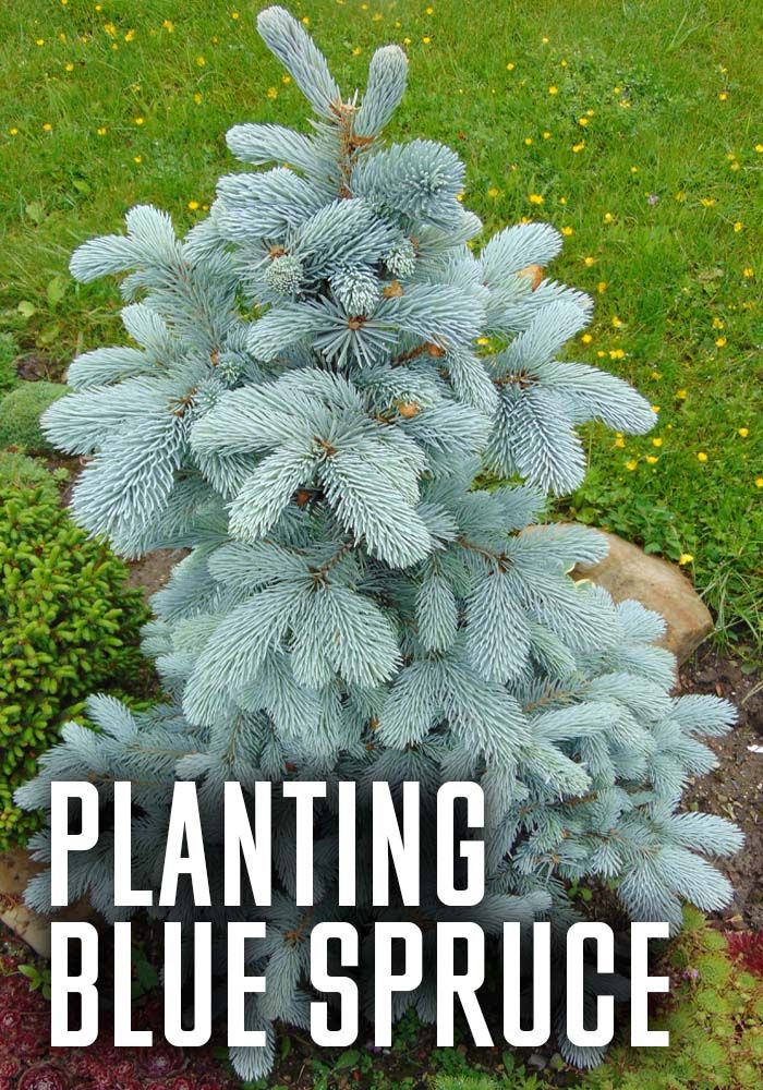 a blue spruce tree with the words planting blue spruce