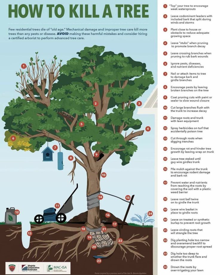 a tree with instructions on how to kill a tree