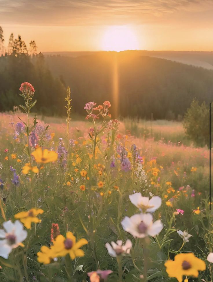 the sun is setting over a field with wildflowers and other flowers in bloom