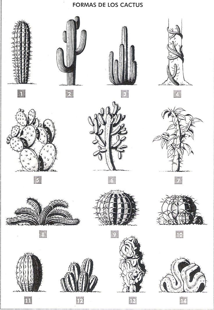 the different types of cactuses and cacti