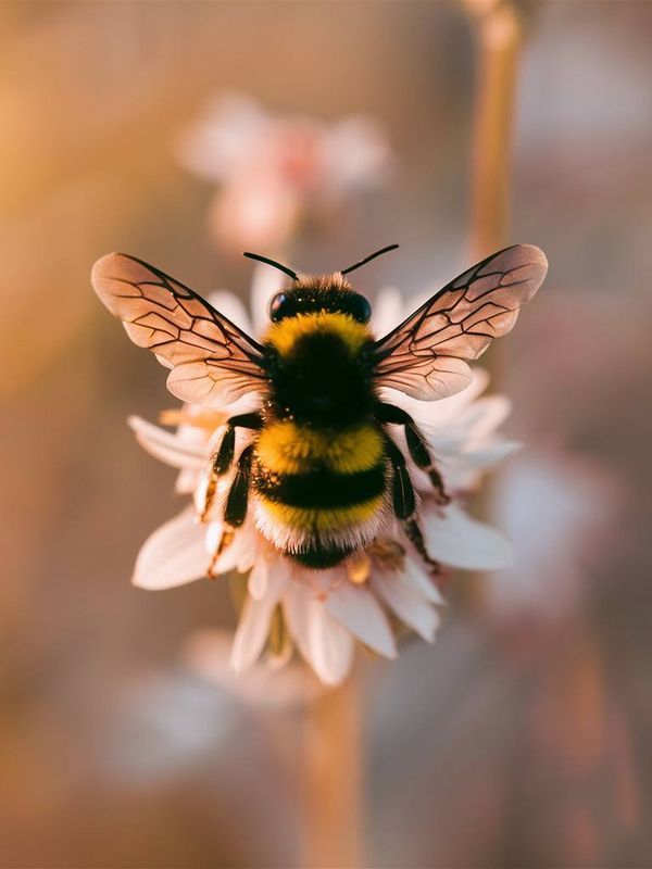 a bee sitting on top of a white flower