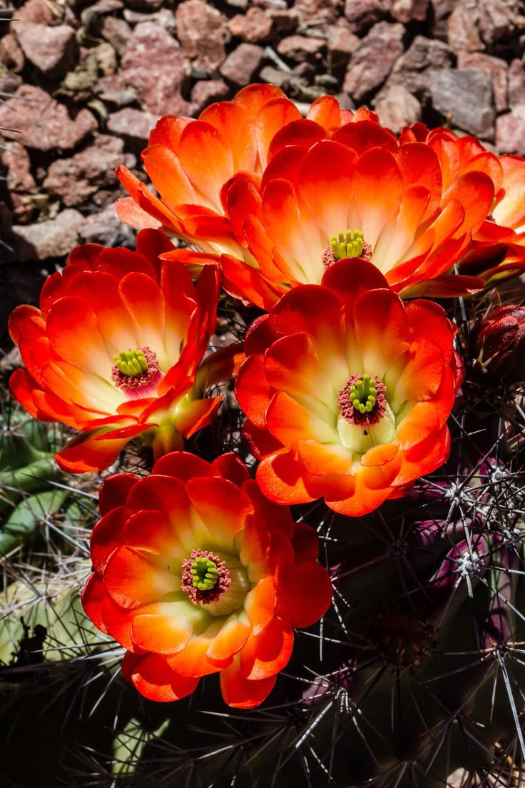 red flowers blooming in the desert near rocks