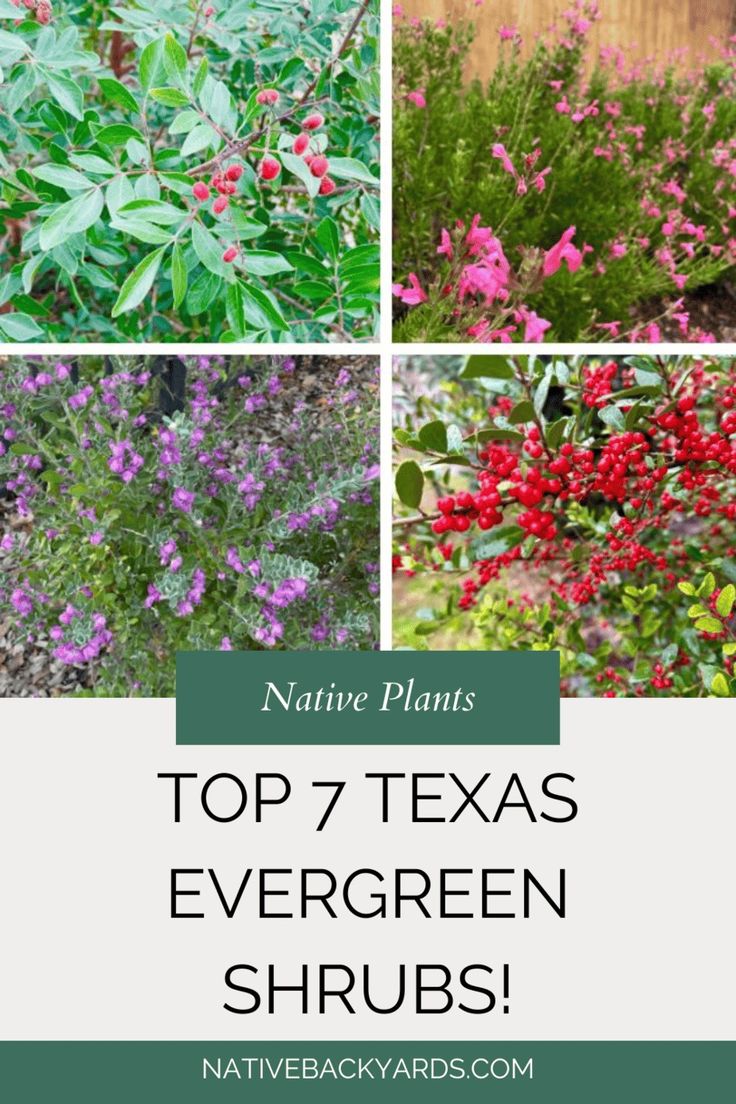 the top 7 texas evergreen shrubs with text overlay that reads native plants, top 7 texas evergreen shrubs