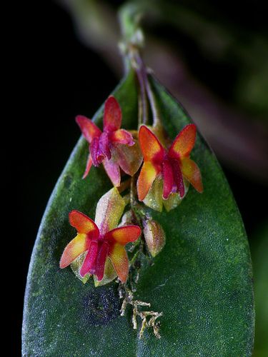 some red and yellow flowers on a green leaf