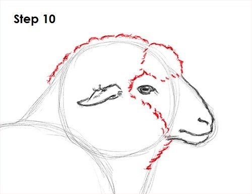 a drawing of a sheep's head with the words step 10 written in red