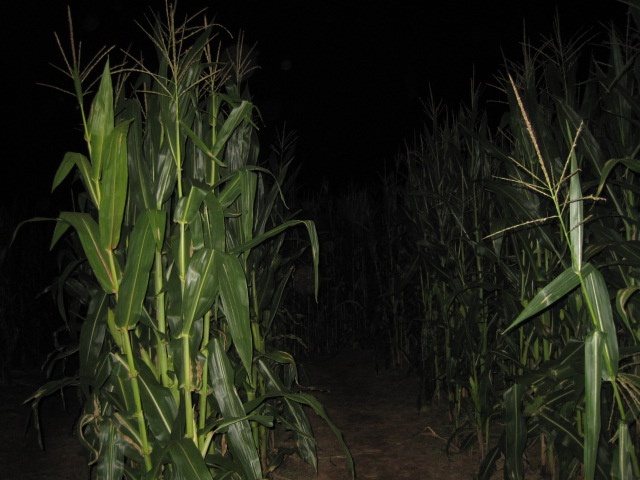 an image of a corn field at night